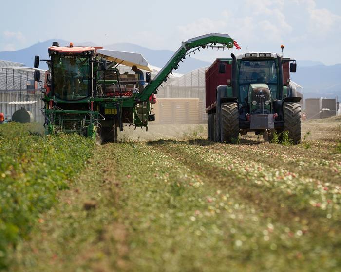 La campagna del pomodoro 2025 è terminata: una fine che segna nuovi inizi