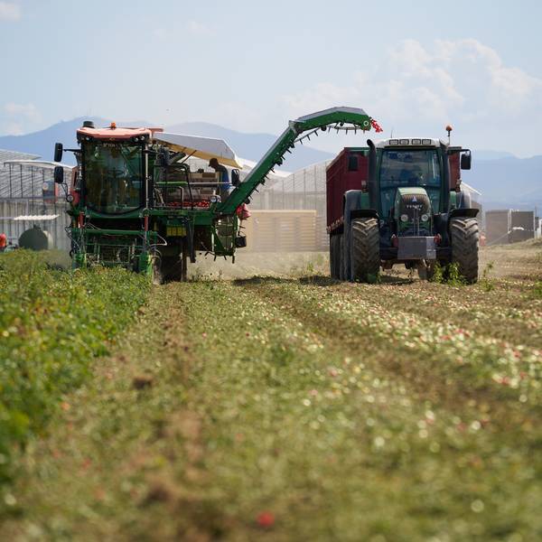 The 2025 Tomato Harvest Has Ended: A Turning Point for New Beginnings