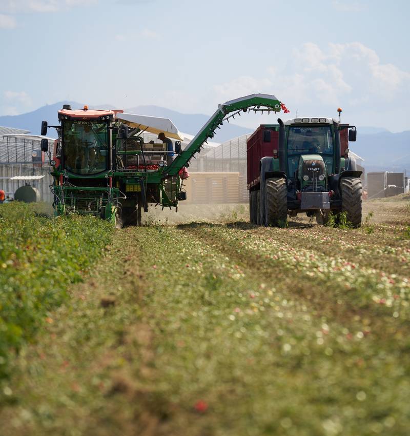 La campagna del pomodoro 2025 è terminata: una fine che segna nuovi inizi